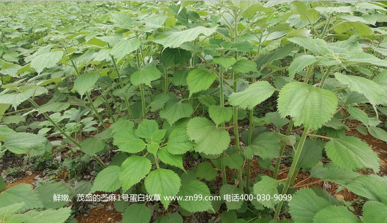 苧麻1號(hào)蛋白牧草——高蛋白高氨基酸藥草兼用，四季多年生超高產(chǎn)牧草