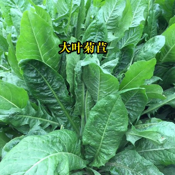 大葉菊苣----高蛋白質(zhì)含量，防畜禽拉稀、止瀉飼草