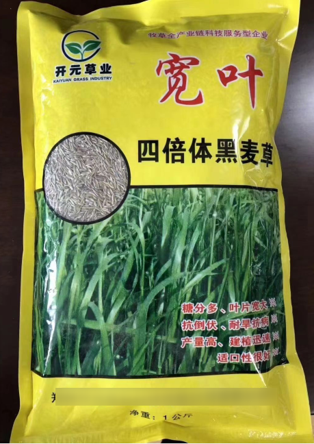 寬葉一年生四倍體黑麥草--耐低溫生長(zhǎng)，秋冬非常優(yōu)質(zhì)的牧草