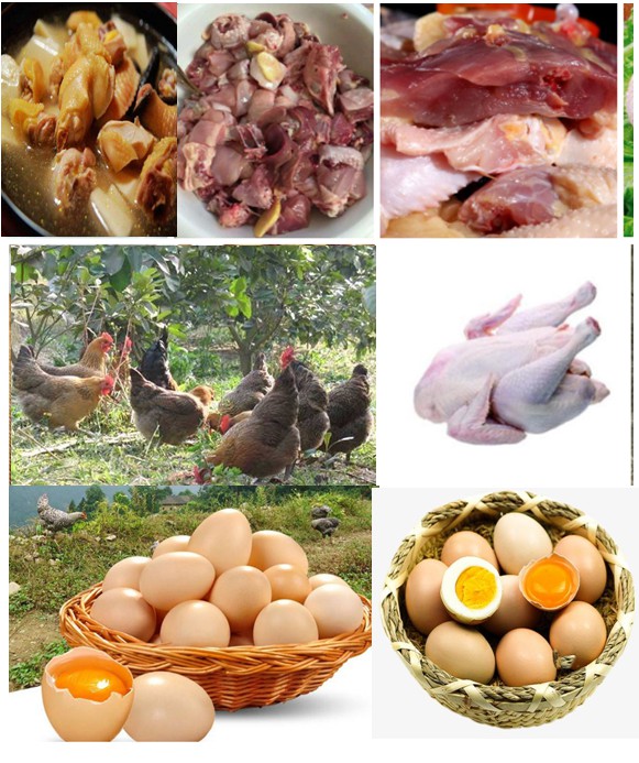 優(yōu)質(zhì)肉雞——采用微生物技術(shù)（發(fā)酵飼料、益生菌保健、中草藥無抗養(yǎng)殖等）放養(yǎng)養(yǎng)殖的各種土雞、閹雞、項雞、老水雞等，肉質(zhì)自然濃香一吃不忘