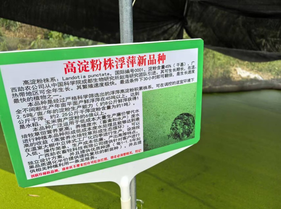 飼料型浮萍新品種：高淀粉株系（紫萍）：Landotia punctata，國(guó)際編號(hào)0001，淀粉含量最高可達(dá)45%