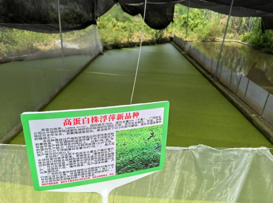 飼料型浮萍新品種：高蛋白株系：Lemna minor，國(guó)際編號(hào)7868，粗蛋白含量最高31%