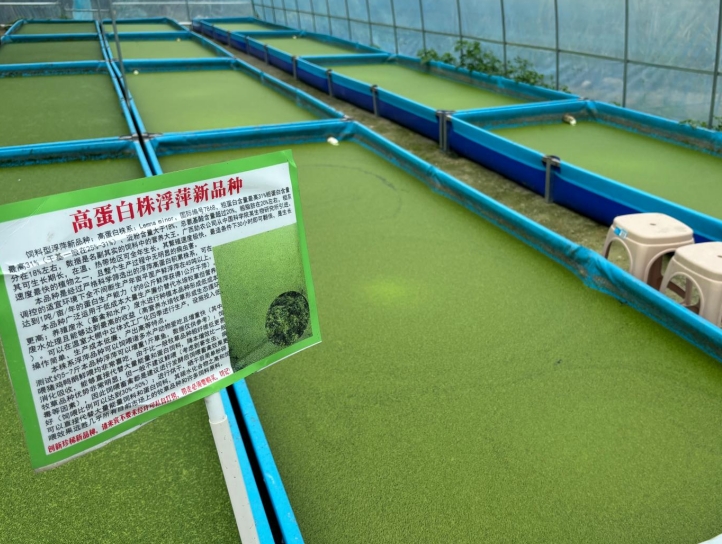 【營(yíng)養(yǎng)大王·高效蛋白源】飼料型高蛋白浮萍——畝年產(chǎn)1噸天然高蛋白飼料，養(yǎng)殖降本增效利器！