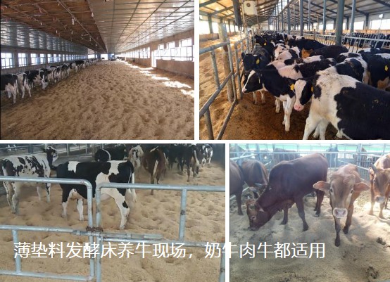 薄墊料發(fā)酵床養(yǎng)?，F(xiàn)場，奶牛肉牛都適用.jpg