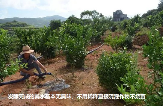 發(fā)酵完成的糞水基本無臭味，不用稀釋直接澆灌作物不燒苗2.jpg