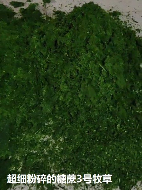 超細(xì)粉碎的糖蔗3號牧草.jpg