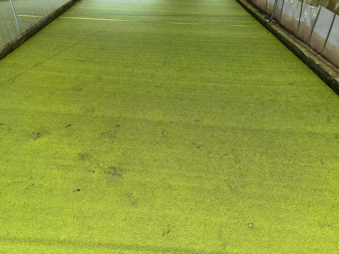 高蛋白株系：Lemna minor，國際編號(hào)7868，蛋白含量31%2.jpg