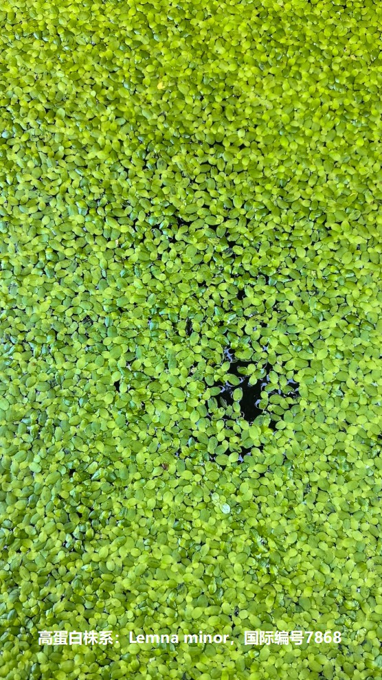 高蛋白株系：Lemna minor，國際編號(hào)7868.jpg