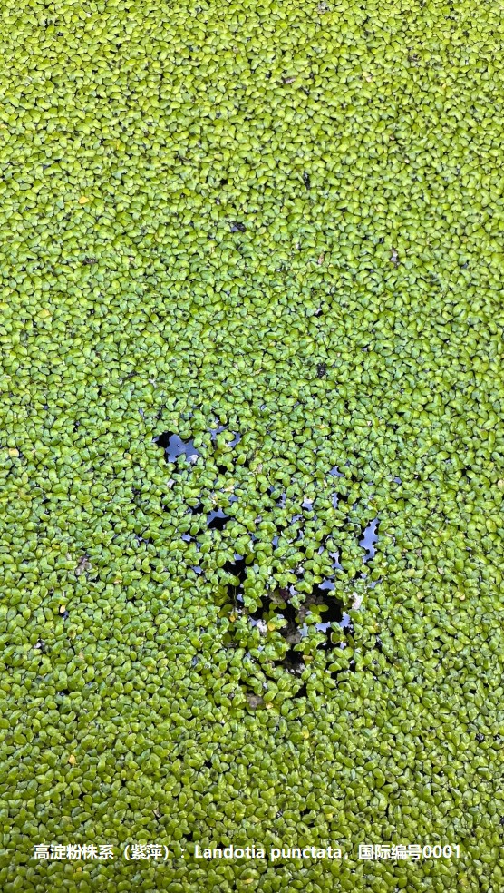 高淀粉株系（紫萍）：Landotia punctata，國際編號(hào)0001.jpg