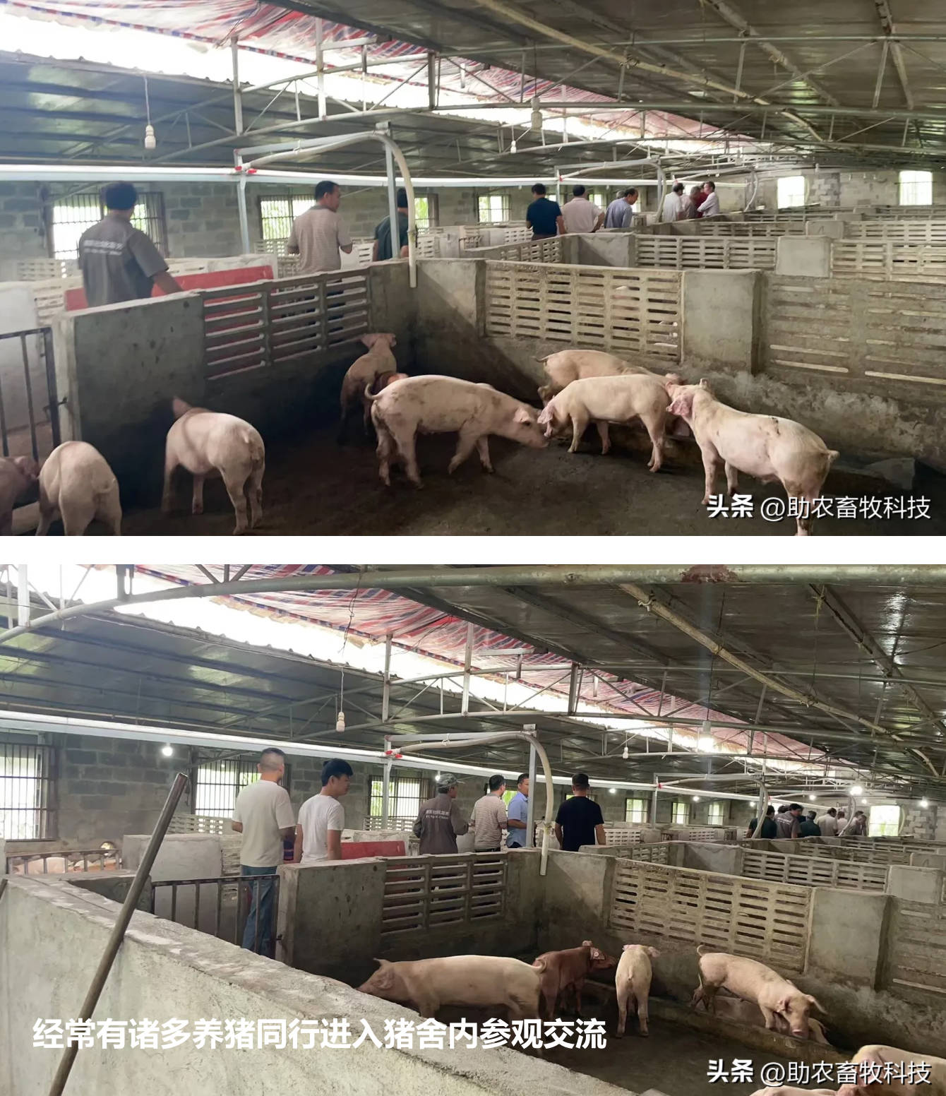 經(jīng)常有諸多養(yǎng)豬同行進入豬舍內參觀交流.jpg