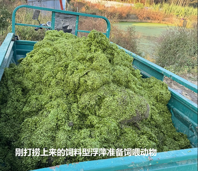 剛打撈上來的飼料型浮萍準(zhǔn)備飼喂動(dòng)物.jpg